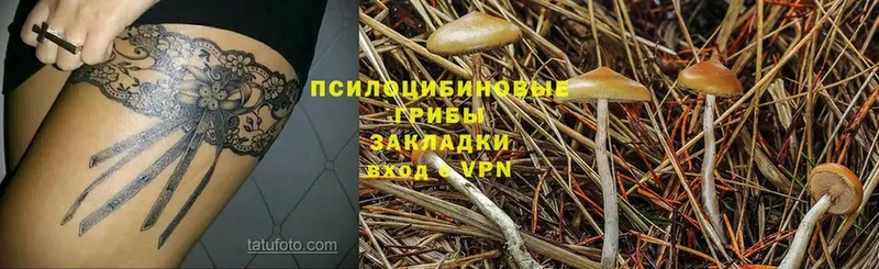 Псилоцибиновые грибы Cubensis  Георгиевск 